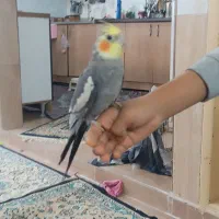 جفت عروس هلندی دستی|پرنده|مشهد, قائم|دیوار