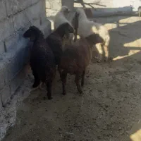 بره|حیوانات مزرعه|شباب, |دیوار