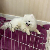 سگ پامرانین