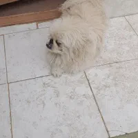 سگ نرپیکنیز شناسنامه دار|سگ|اصفهان, باغ نگاره|دیوار