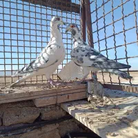 کفتر کبوتر پرنده|پرنده|تربتحیدریه, بالا ولایت|دیوار