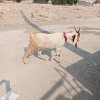 بز پاکستانی