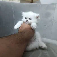 سه عدد گربه بریتیش چشم آبی|گربه|کرمانشاه, |دیوار