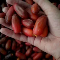 خرما ربی تازه درجه یک