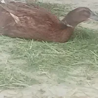 مرغ