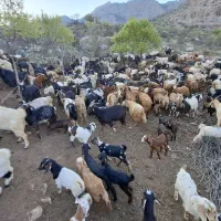 بز داشتی|حیوانات مزرعه|سمنان, |دیوار