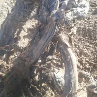 میم انگور|حراج|کاشمر, |دیوار