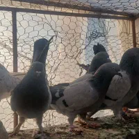 تعدا ۱۰ عدد کبوتر|پرنده|سامان, |دیوار