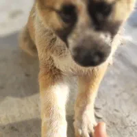 شاه توله سراب اصیل خالص|سگ|کرج, خرمدشت|دیوار