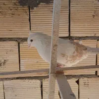 نر یه کت زرد  ماده پشت هما