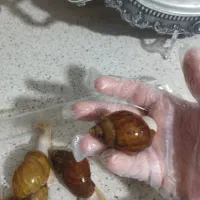 حلزون کلاژن ساز آلبینو و جیدتایگر|خزنده|کرج, گوهردشت|دیوار