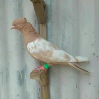 کفتر قلدور پرشی