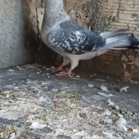 شامی نر|حیوانات|یزد, |دیوار