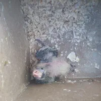 گمشده|حیوانات|اهواز, پردیس دو|دیوار