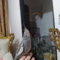 عروس هلندی دوماهه|پرنده|رشت, جانبازان|دیوار