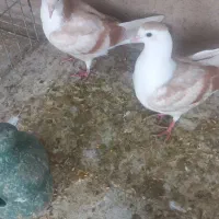 جوجه وکبوتر تاقی