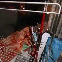 رگال|جاکفشی، کمد، دراور|یاسوج, |دیوار