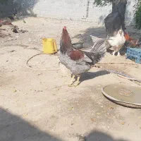 فروش مرغ و خروس محلی و برهما و گلین|حیوانات مزرعه|ساری, |دیوار