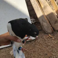 ۳تا کبوتر|پرنده|پلدختر, |دیوار