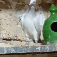 کفتر|پرنده|قم, یزدان‌شهر|دیوار