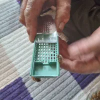 ملکه زنبور عسل جوان