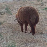 بره