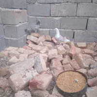 کبوتر