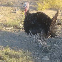 بوقلمون نر|حیوانات مزرعه|سیرجان, |دیوار