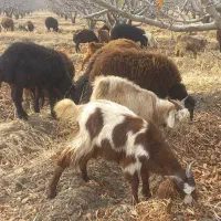 فروش گوسفند بز و بزغاله|حیوانات مزرعه|میاندوآب, |دیوار