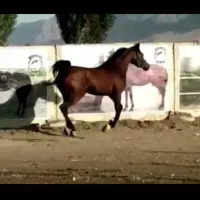 فروش مادیان بادوکره عرب|اسب و تجهیزات اسبسواری|برازجان, |دیوار