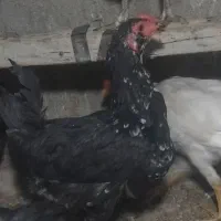 معاوضه خروس|حیوانات مزرعه|محمدشهر, جعفرآباد|دیوار