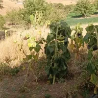 کاریابی