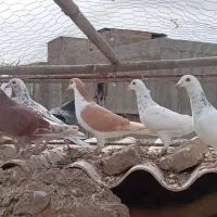 کبوتر سار نر پرشی