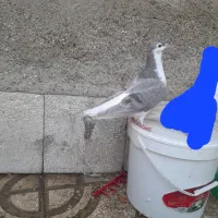 ساده موشکی نر ذات هفترنگ پا بلند مشتی