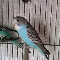 ۵ عدد مرغ عشق|پرنده|فردیس, شهرک ناز|دیوار