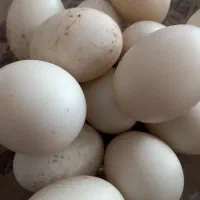 تخم اردک