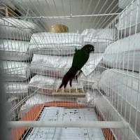 گرینچیک|پرنده|رشت, یخسازی|دیوار