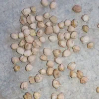 نخود|خوردنی و آشامیدنی|صالح آباد (خراسان), |دیوار