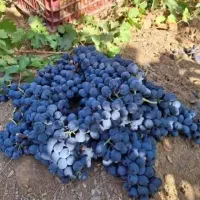 نهال ریشه انگور سیاه دوسال