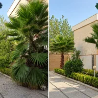 سم پاشی هرس فضاسازی فروش نهال و گل گیاه