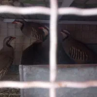 ک.ک بلدرچین|پرنده|شیراز, شهرک بهار|دیوار