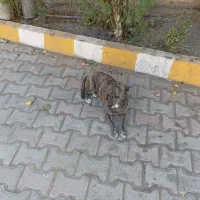 سگ پا کوتاه نژاد دار|سگ|مشهد, کلاته برفی|دیوار