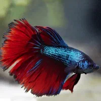 فایتر نژاد(قابل نگهداری در تنگ و ظرف بامبو)|ماهی|قم, هنرستان|دیوار