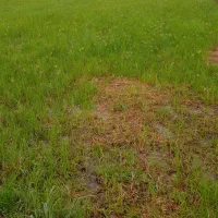 اجاره‌‌‌یک‌قطعه‌زمین‌کشاورزی|اجارهٔ دفتر صنعتی، کشاورزی، تجاری|رودسر, |دیوار