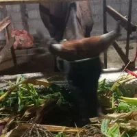 ۲ راس  لیشه   گاو