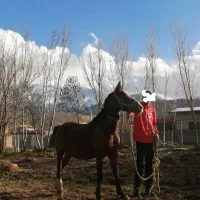مادیان و کره مادیان