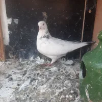 کبوتر ماده خال سرور|پرنده|قم, آزادگان|دیوار