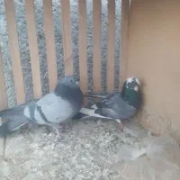 نرومادهسبزدهنجور|پرنده|فلاورجان, |دیوار