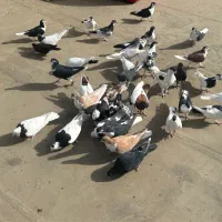 تعداد ۴۱ عدد کبوتر کلی|پرنده|مشهد, شهید معقول|دیوار