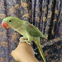 شاه طوطی